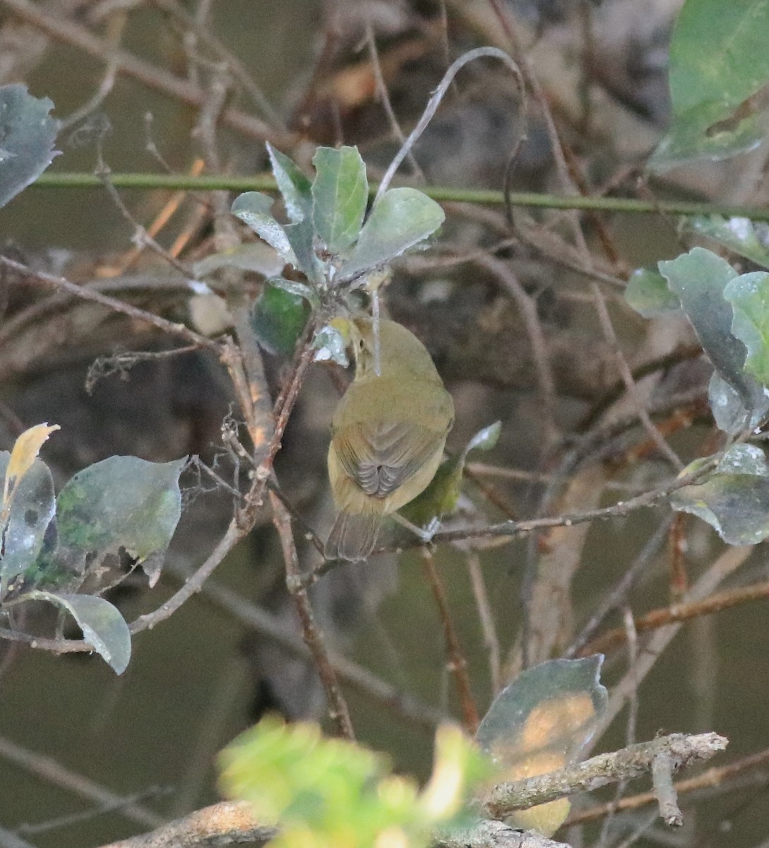 Blyth's Reed Warbler - ML638261482