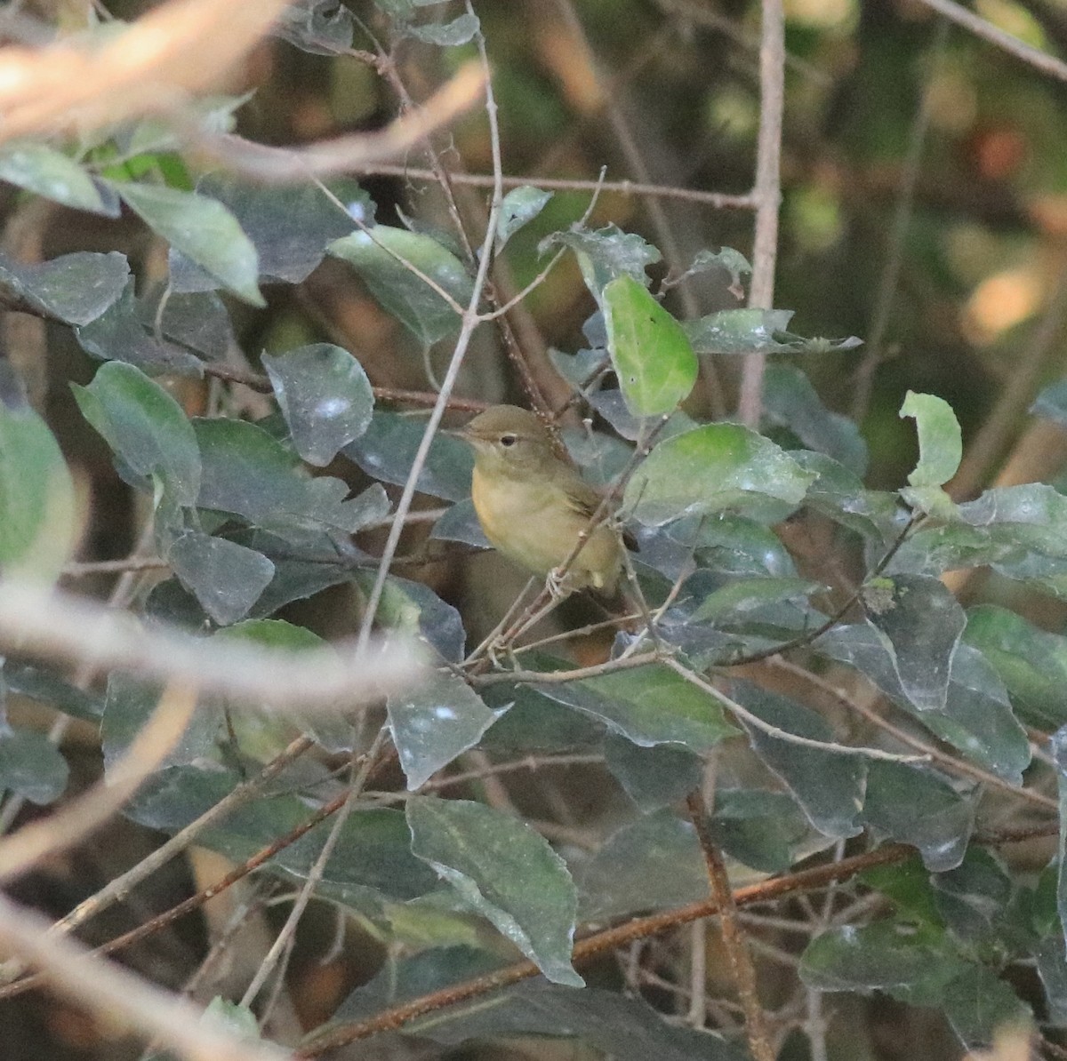 Blyth's Reed Warbler - ML638261483
