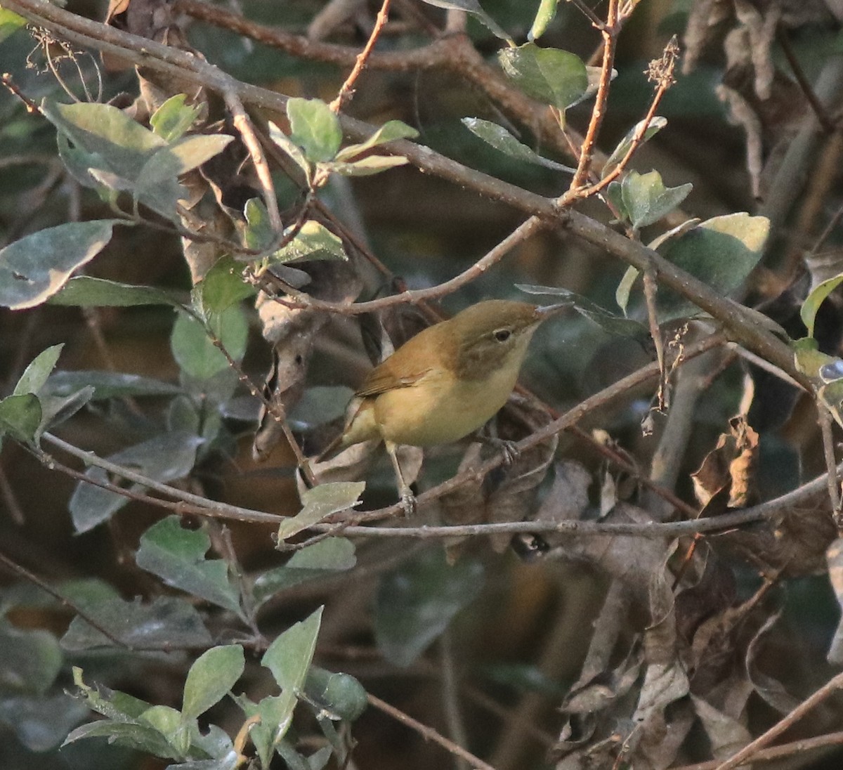 Blyth's Reed Warbler - ML638261484