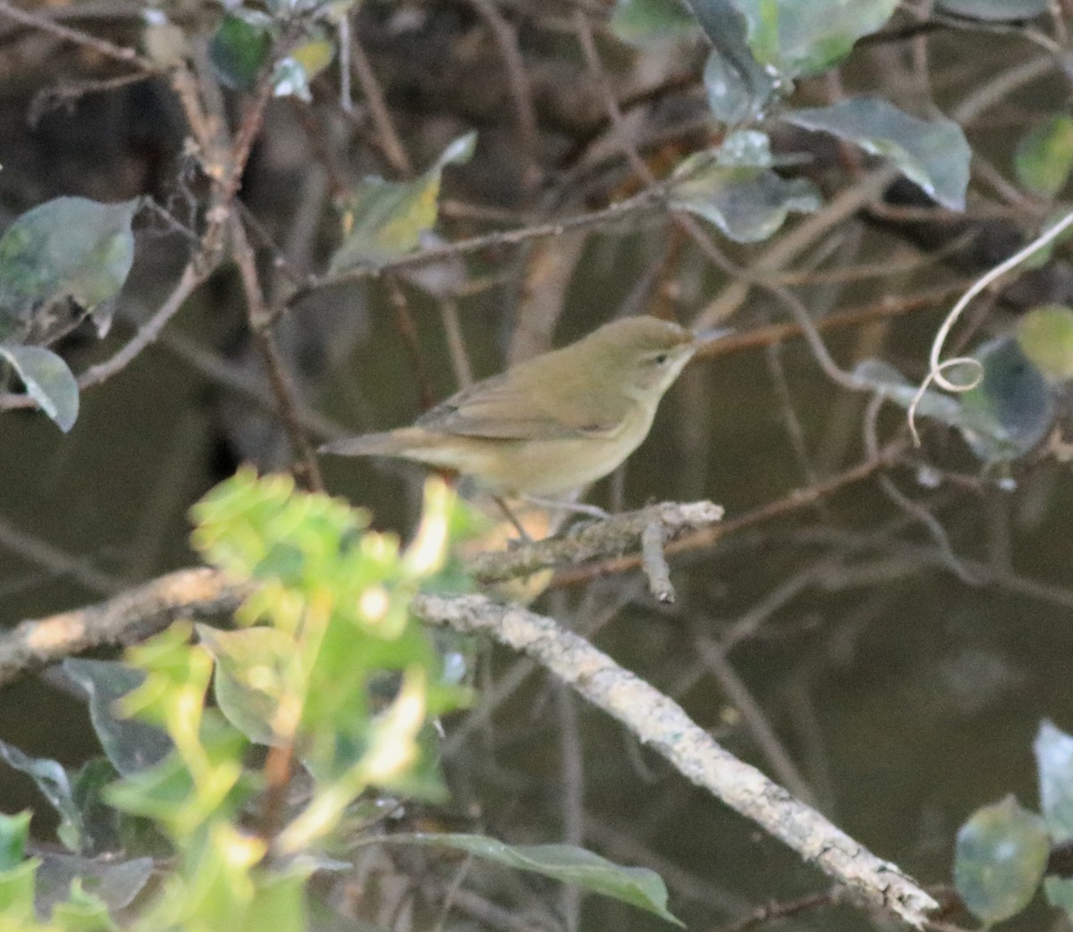 Blyth's Reed Warbler - ML638261486