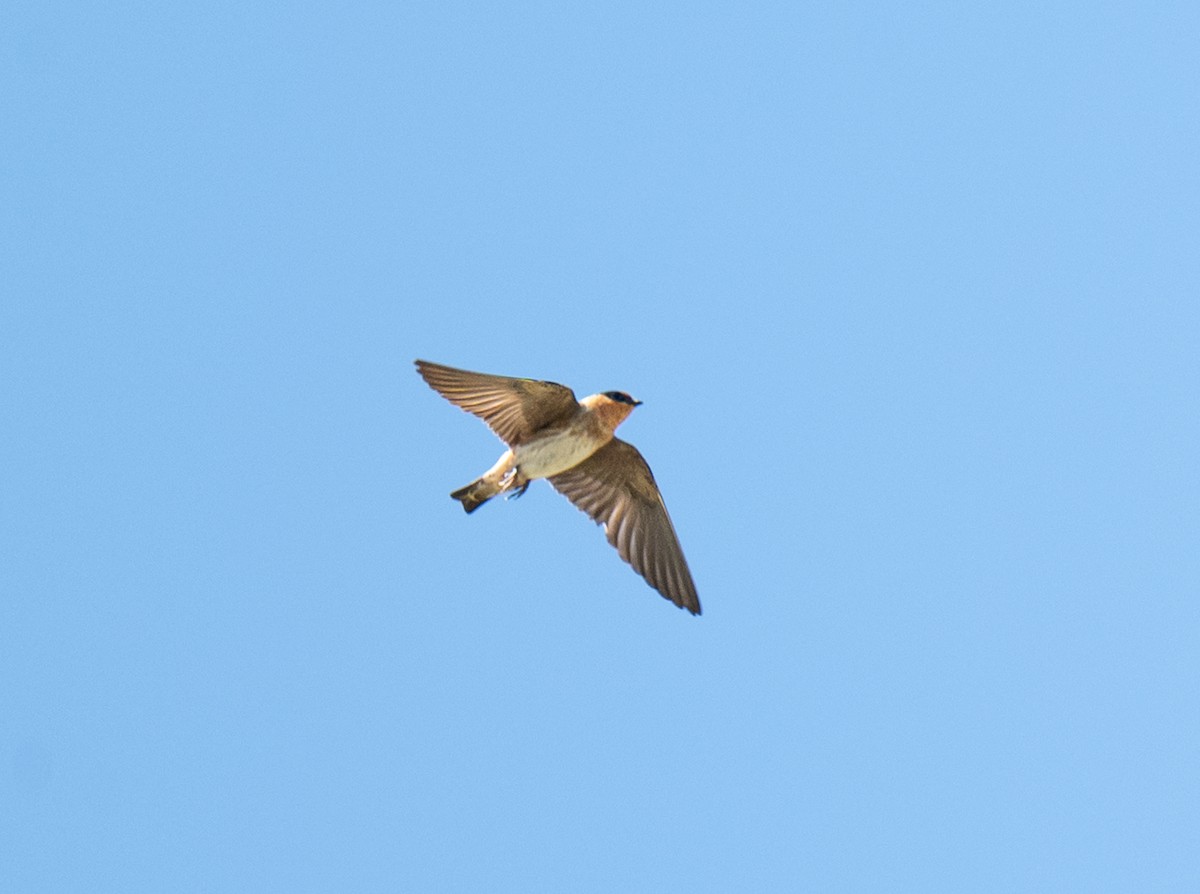 Cave Swallow (Texas) - ML638261496