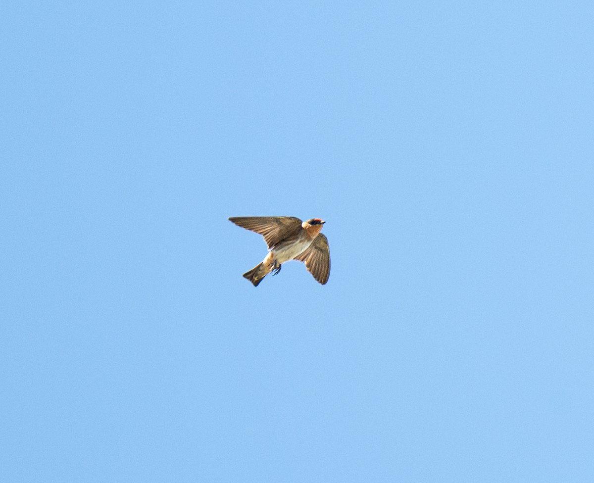 Cave Swallow (Texas) - ML638261503