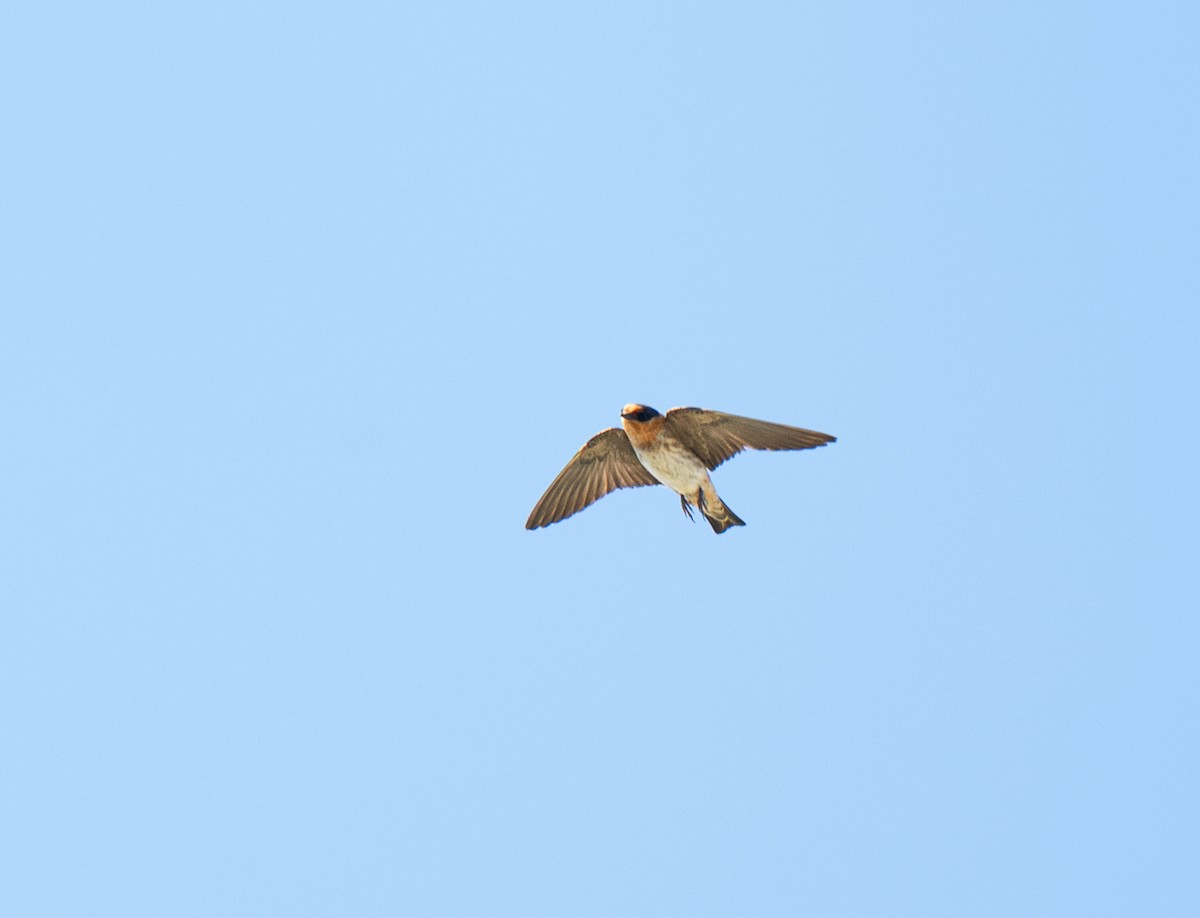 Cave Swallow (Texas) - ML638261508