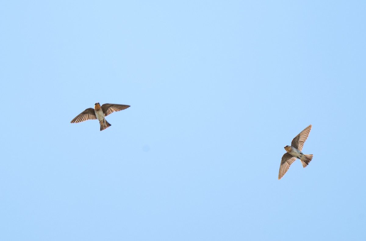 Cave Swallow (Texas) - ML638261513