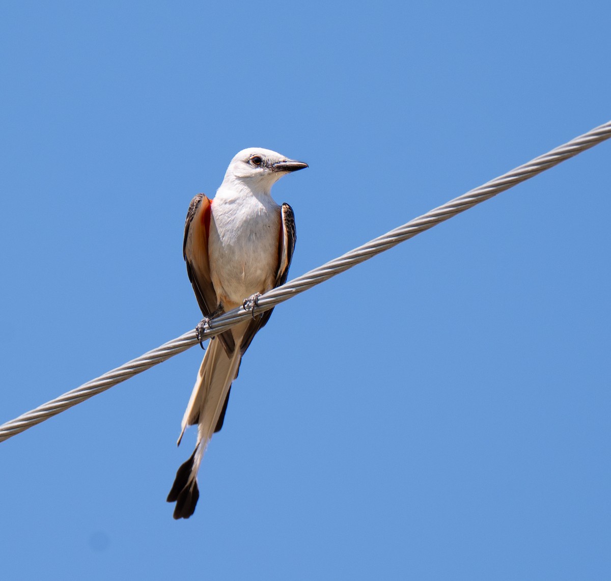Scissor-tailed Flycatcher - ML638261516