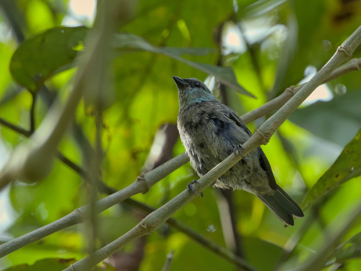 Blue-necked Tanager - ML638261530