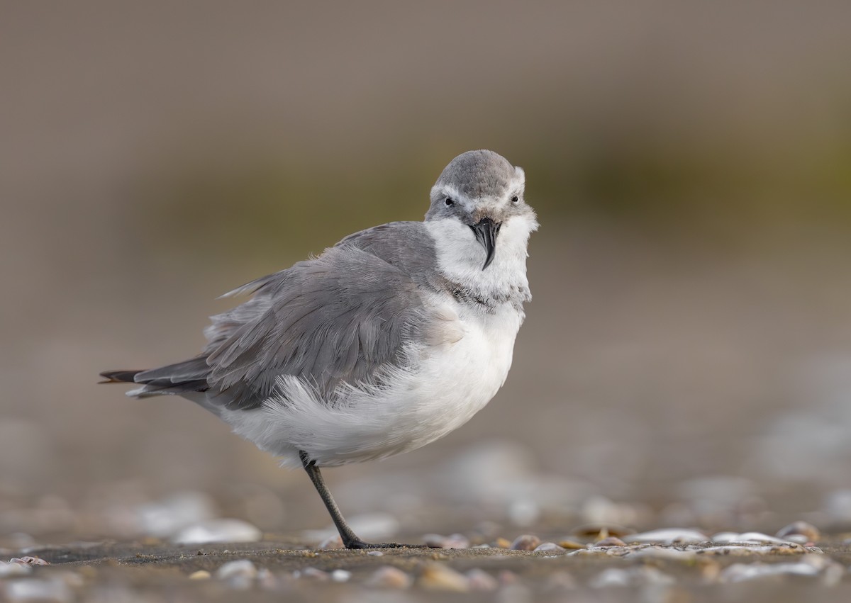 Wrybill - ML638261544