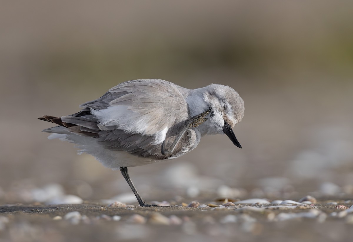 Wrybill - ML638261545