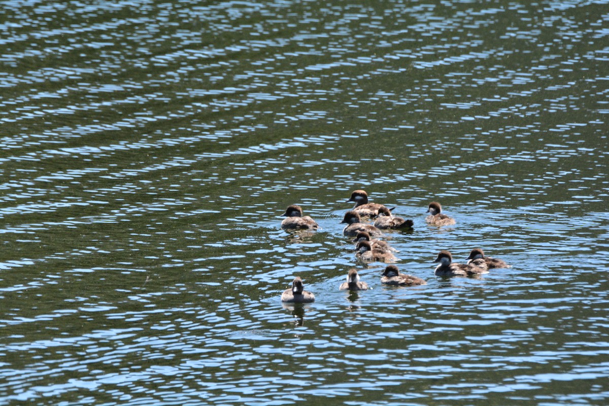 Bufflehead - ML638261549