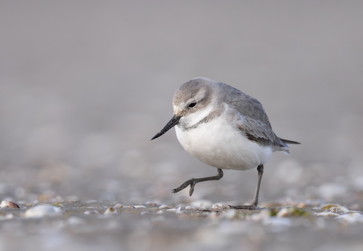 Wrybill - ML638261552