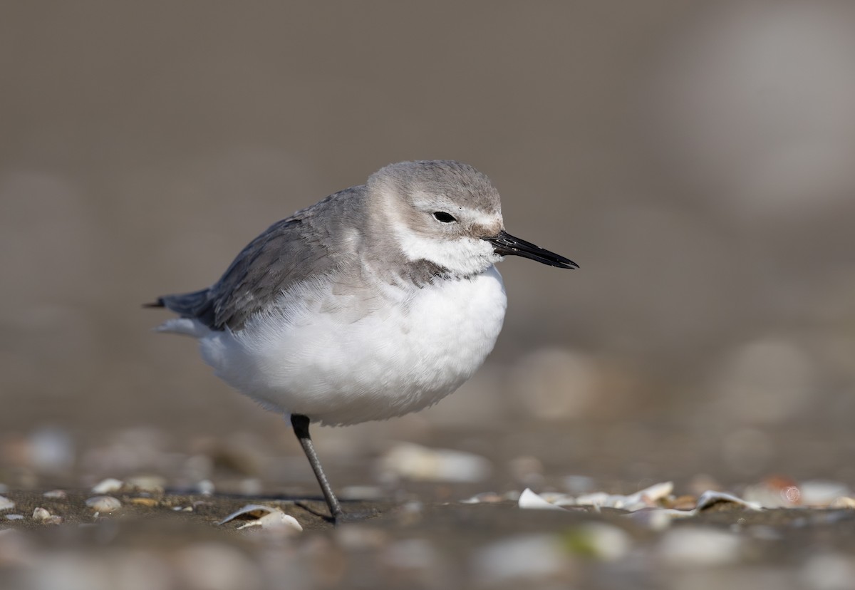Wrybill - ML638261556