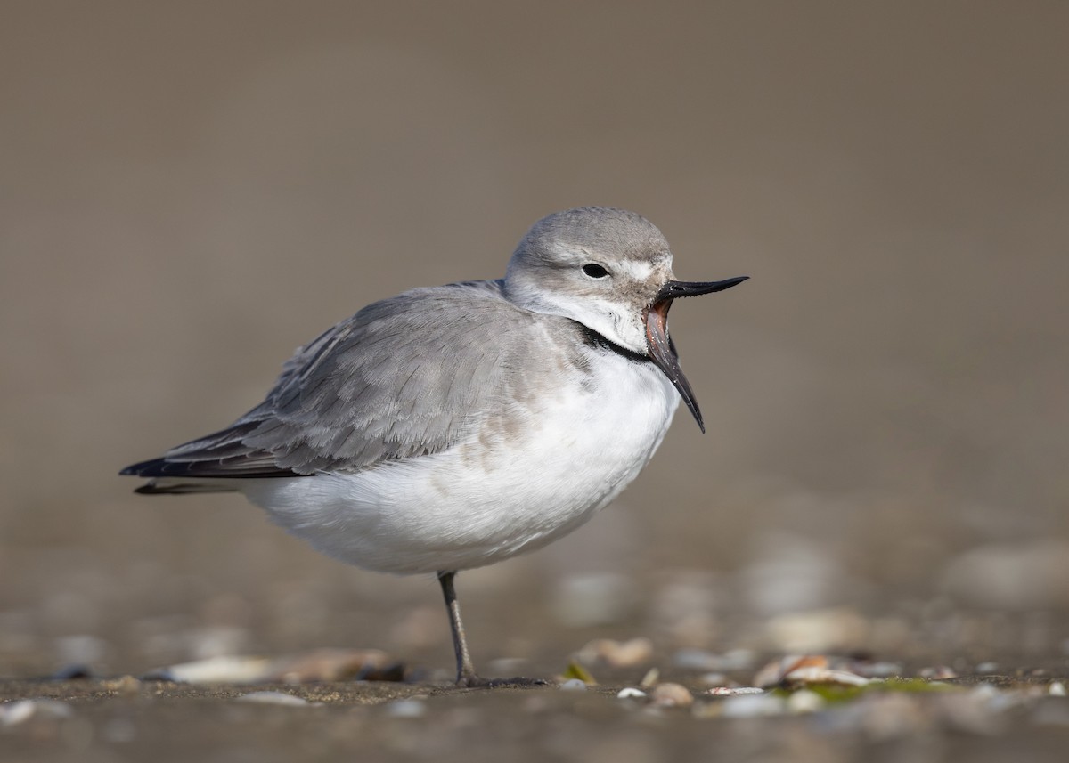 Wrybill - ML638261557