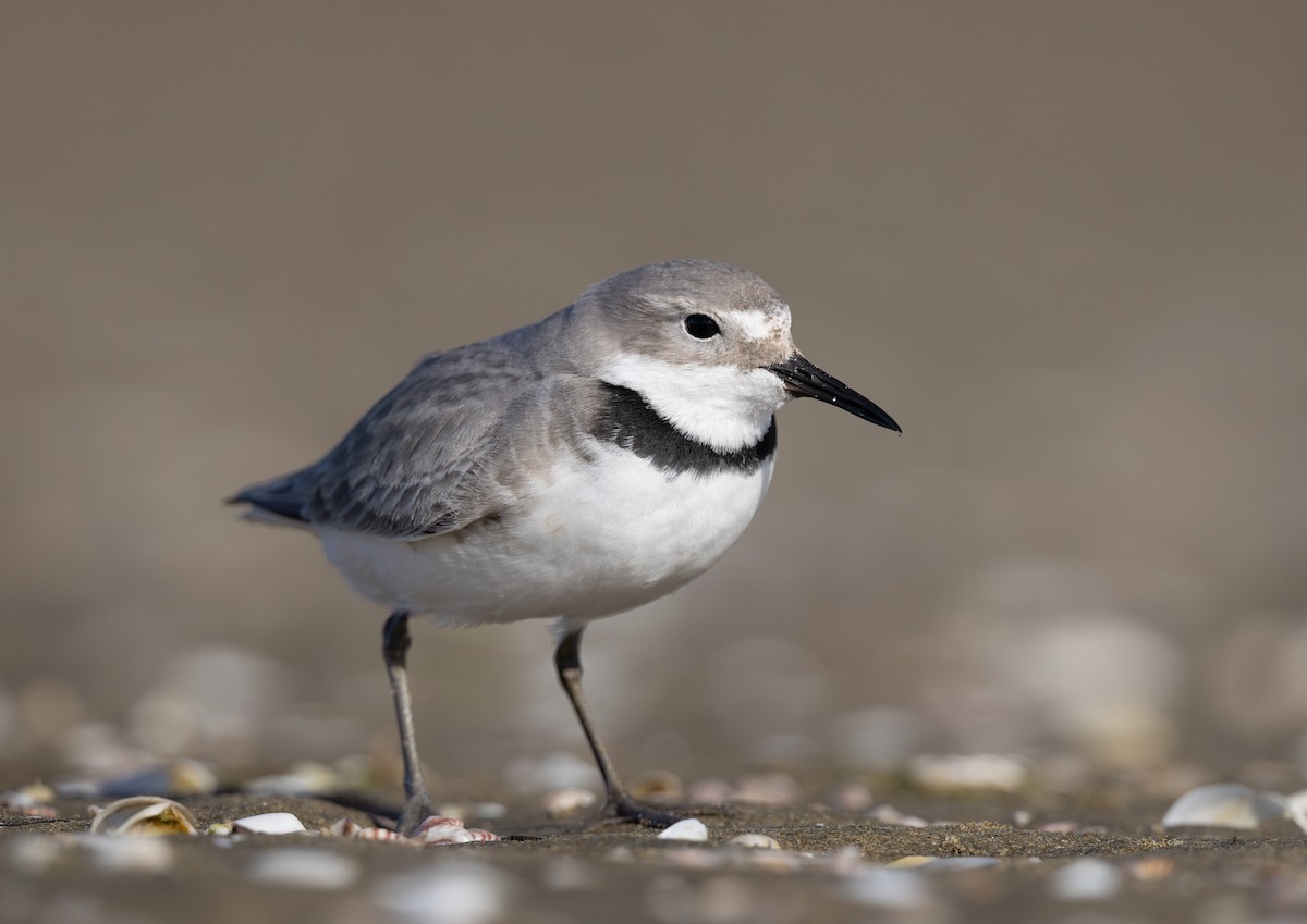 Wrybill - ML638261558