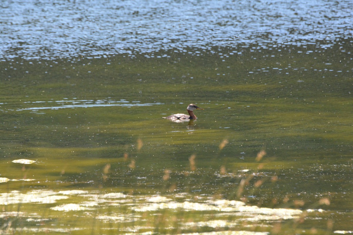 Red-necked Grebe - ML638261560