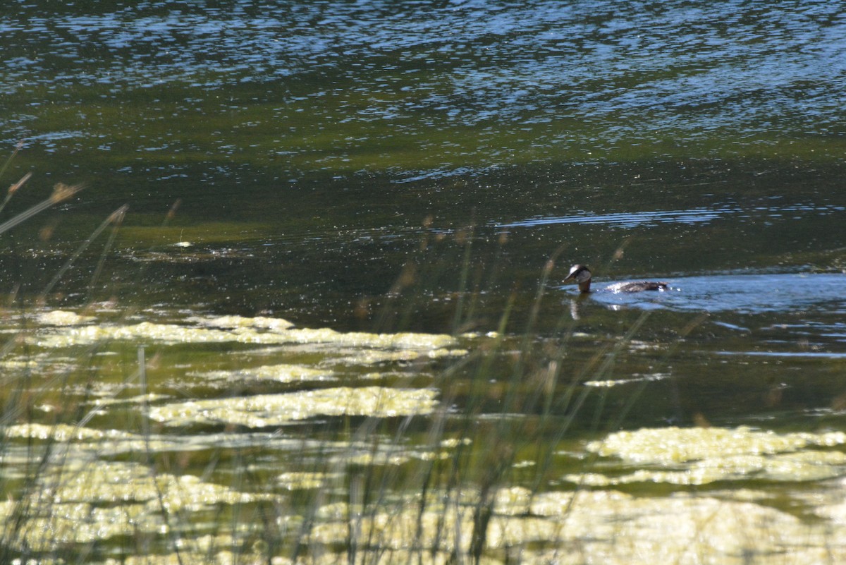 Red-necked Grebe - ML638261563