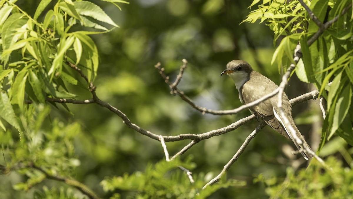 Yellow-billed Cuckoo - ML638261567