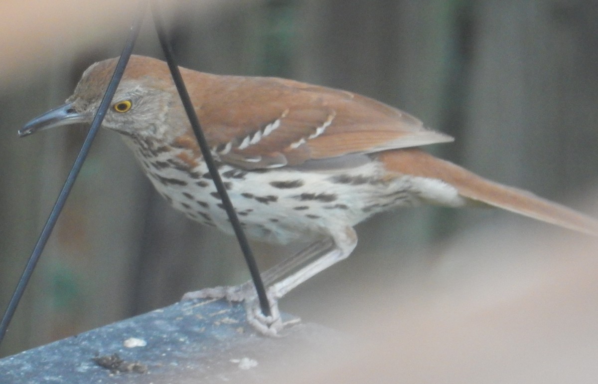 Brown Thrasher - ML638261582