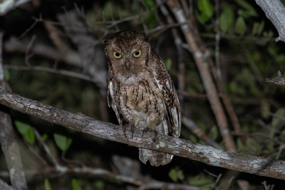 Middle American Screech-Owl - ML638261587