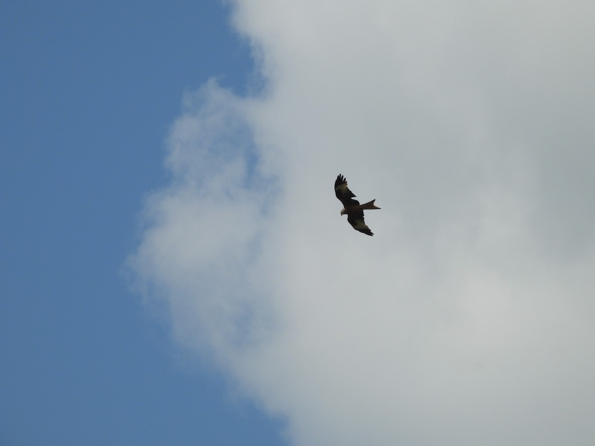 Red Kite - ML638261589
