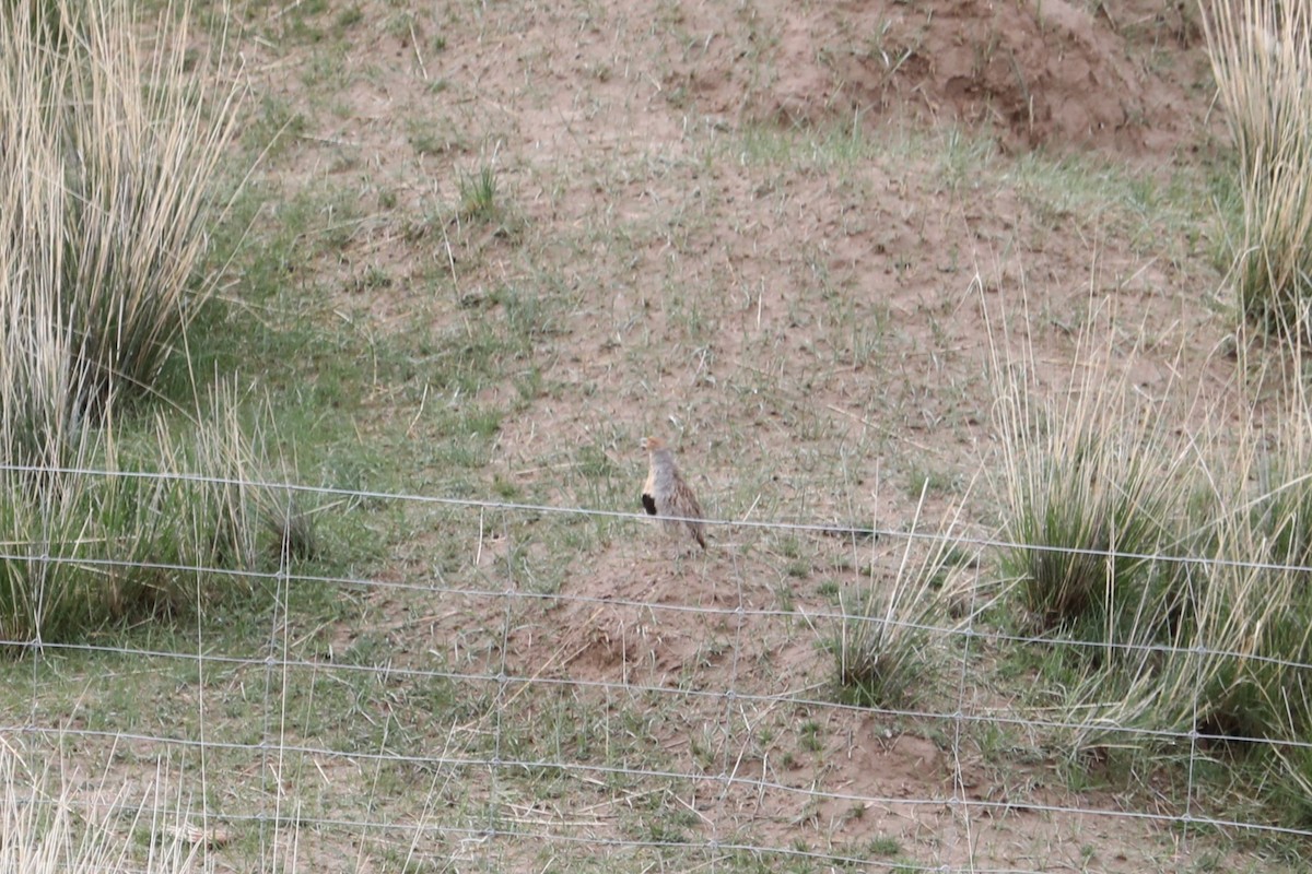 Daurian Partridge - ML638261590
