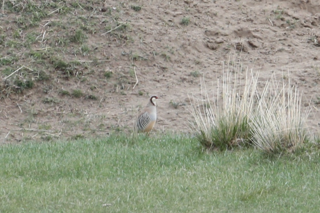 Przevalski's Partridge - ML638261594