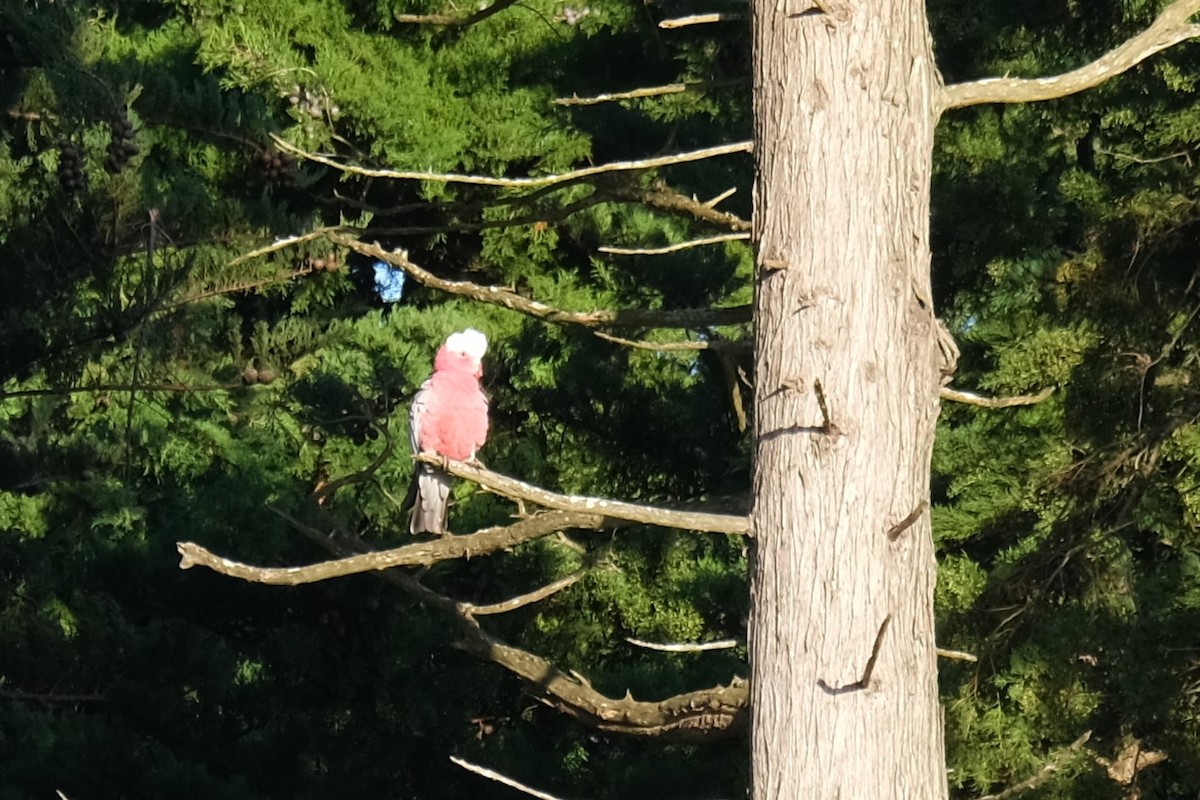 Galah - ML638261596