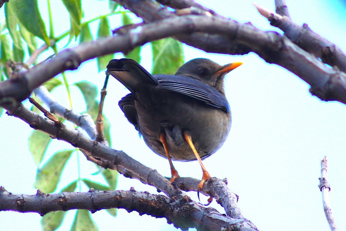 Chiguanco Thrush - ML638261597
