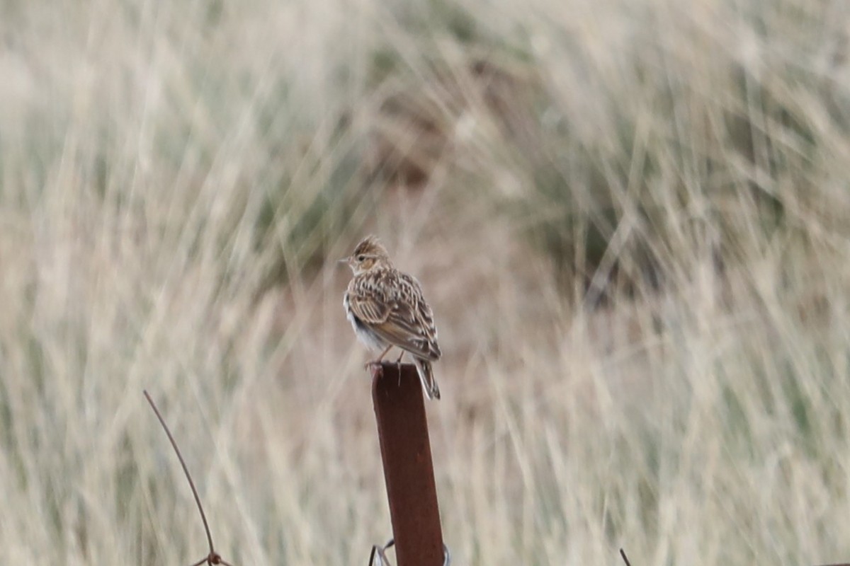 Oriental Skylark - ML638261600