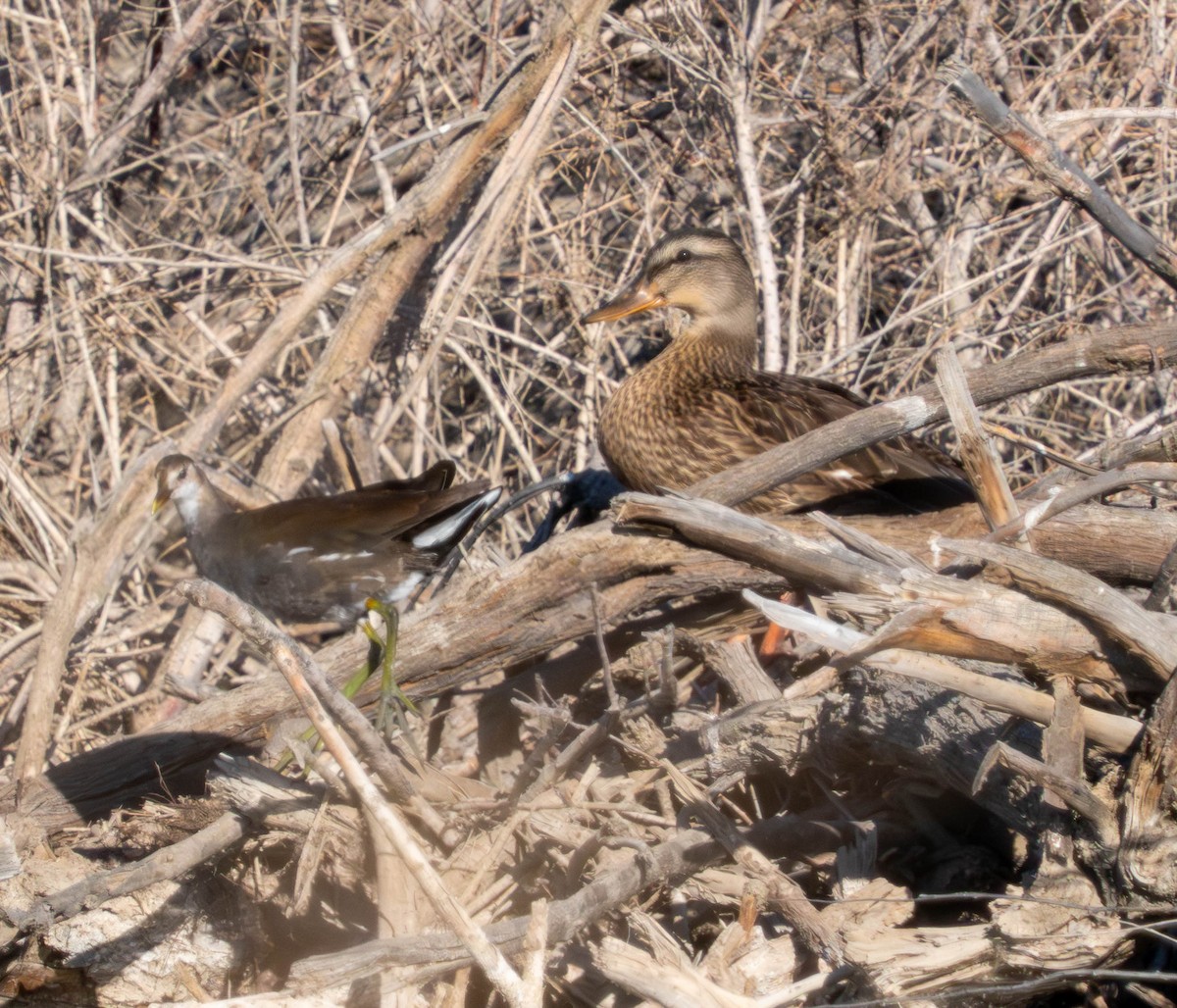 Gallinule d'Amérique - ML638261624