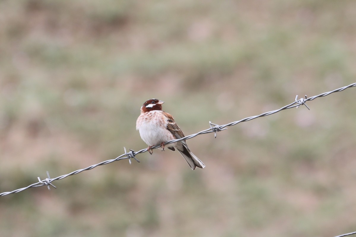 Pine Bunting - ML638261632