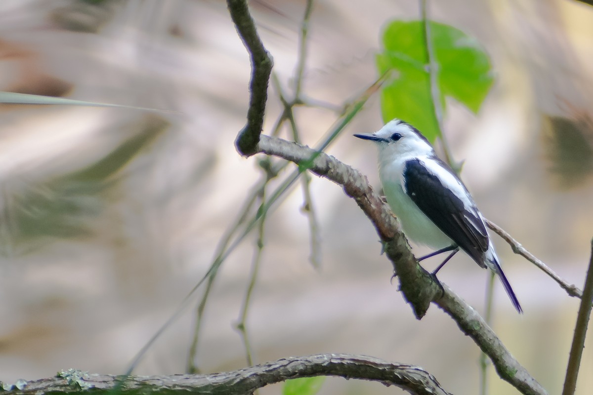 Pied Water-Tyrant - ML638261634