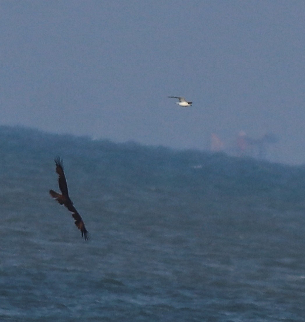 tern sp. - ML638261639
