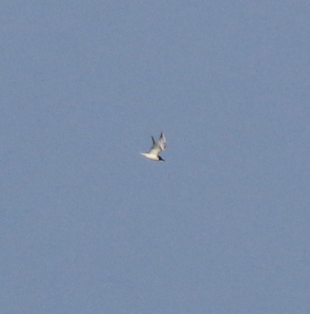 tern sp. - ML638261640
