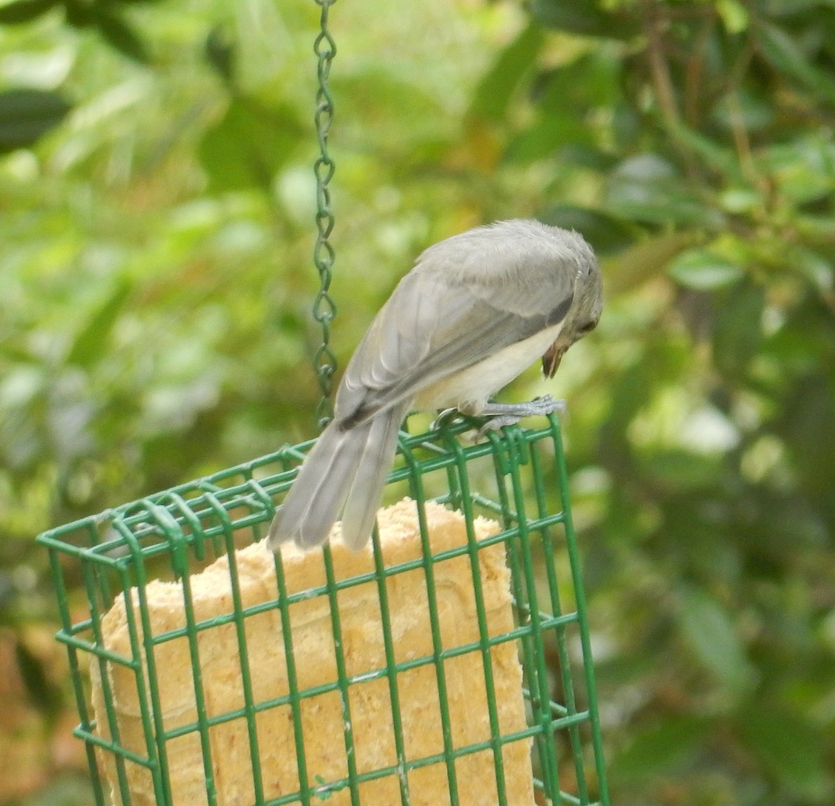 Tufted Titmouse - ML638261642