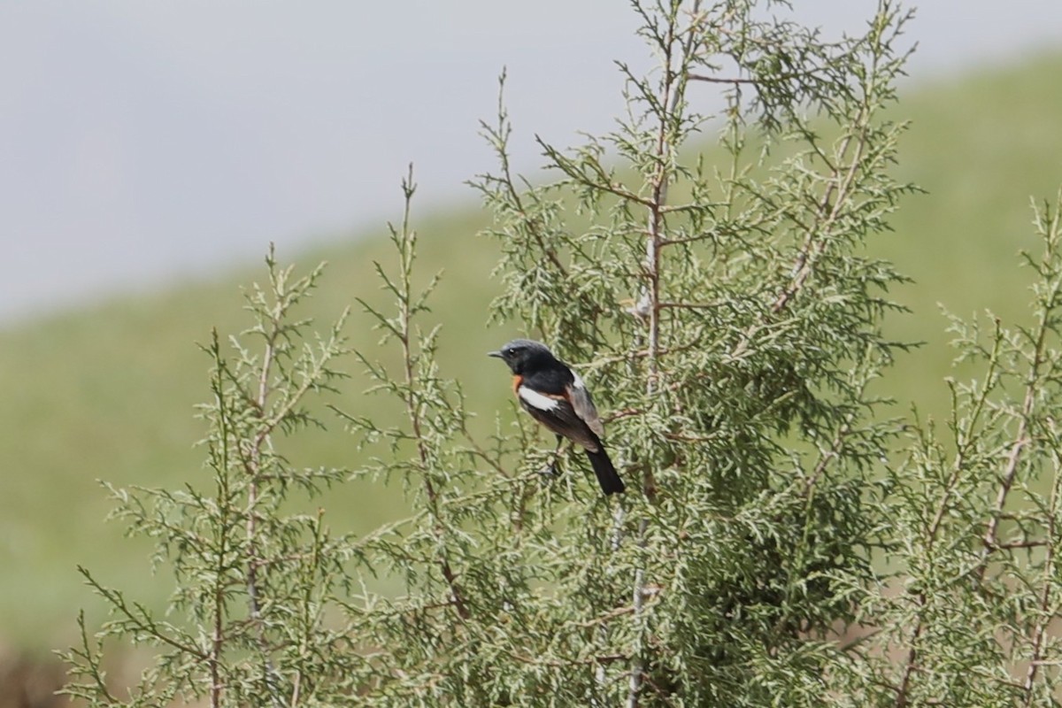 White-throated Redstart - ML638261648