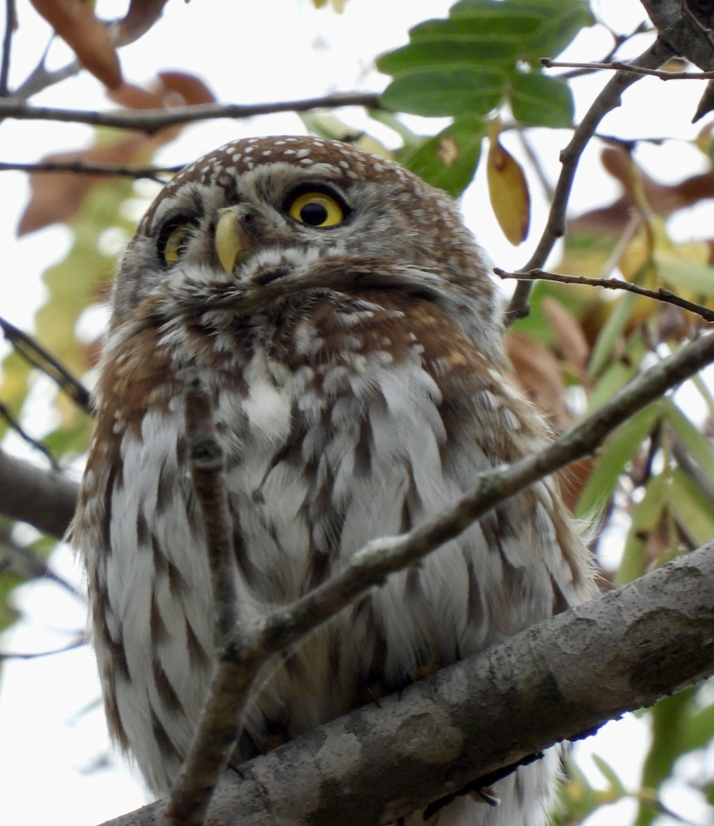 Pearl-spotted Owlet - ML638261653