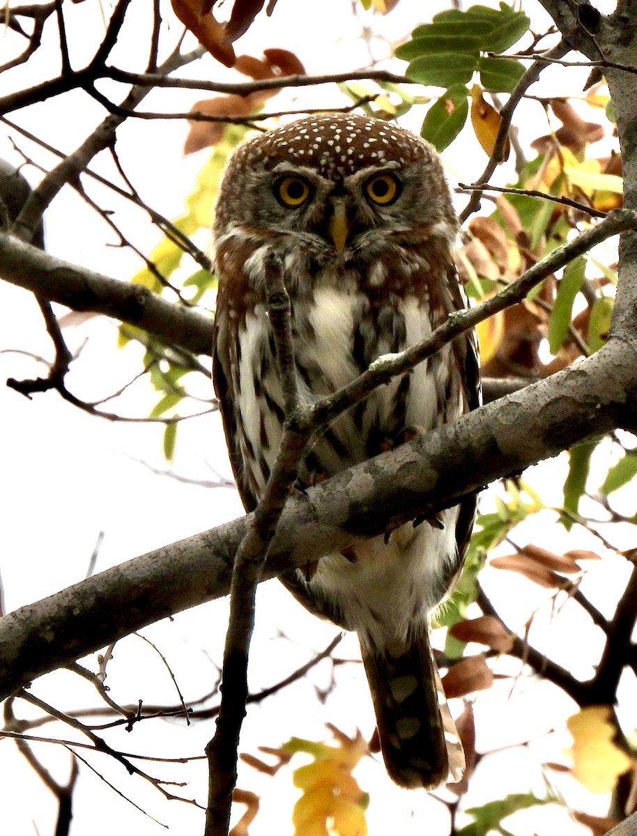 Pearl-spotted Owlet - ML638261654