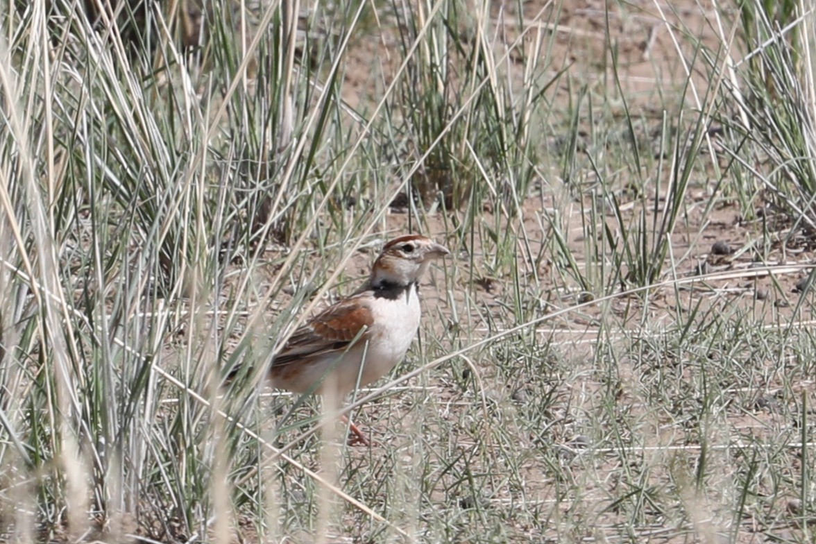 Mongolian Lark - ML638261660