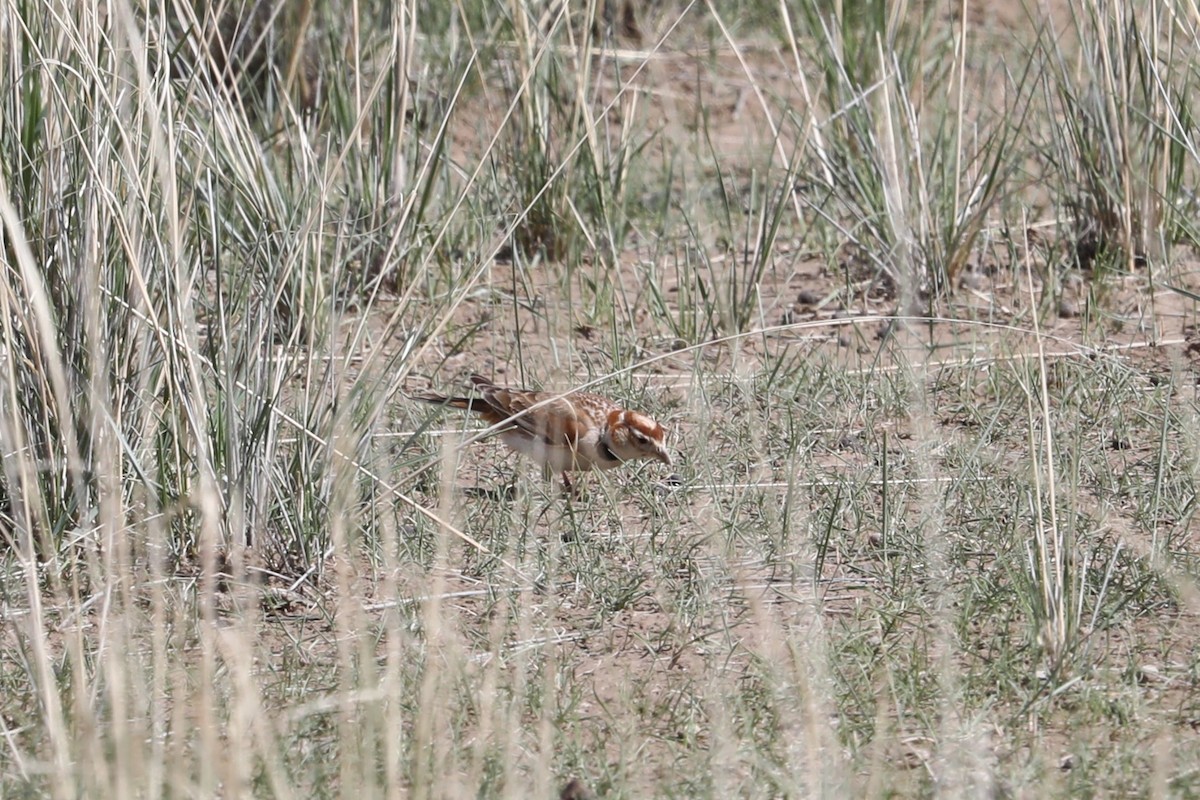 Mongolian Lark - ML638261663