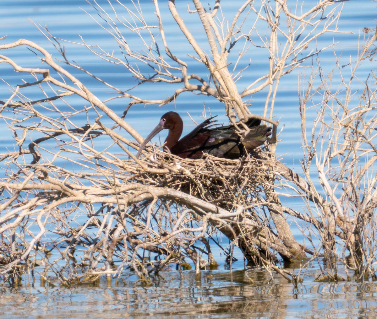 White-faced Ibis - ML638261665