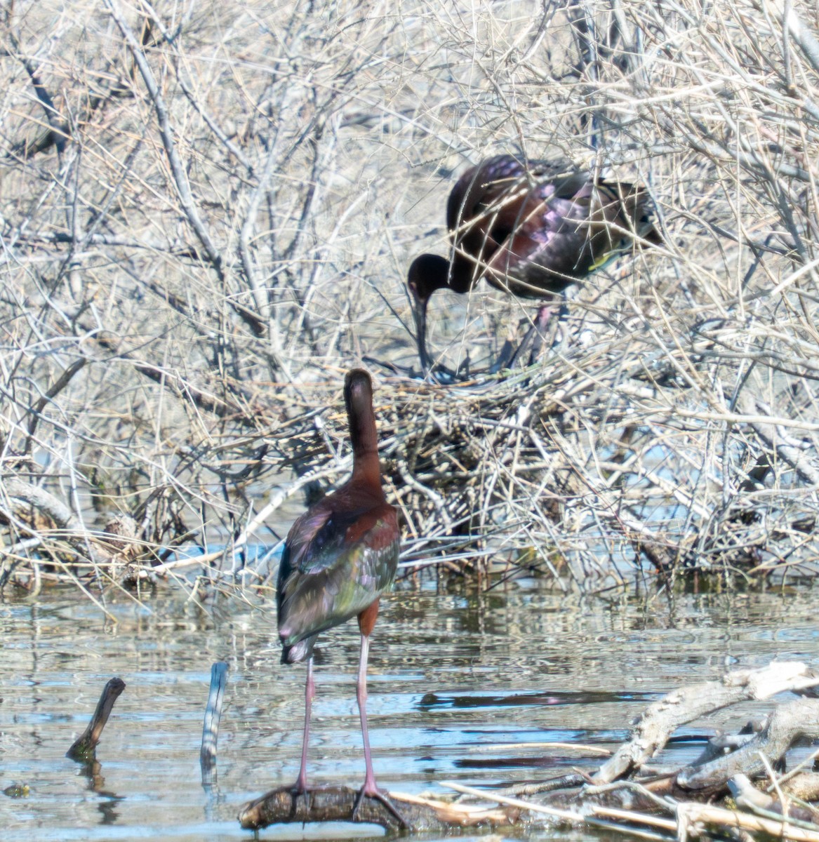 White-faced Ibis - ML638261666