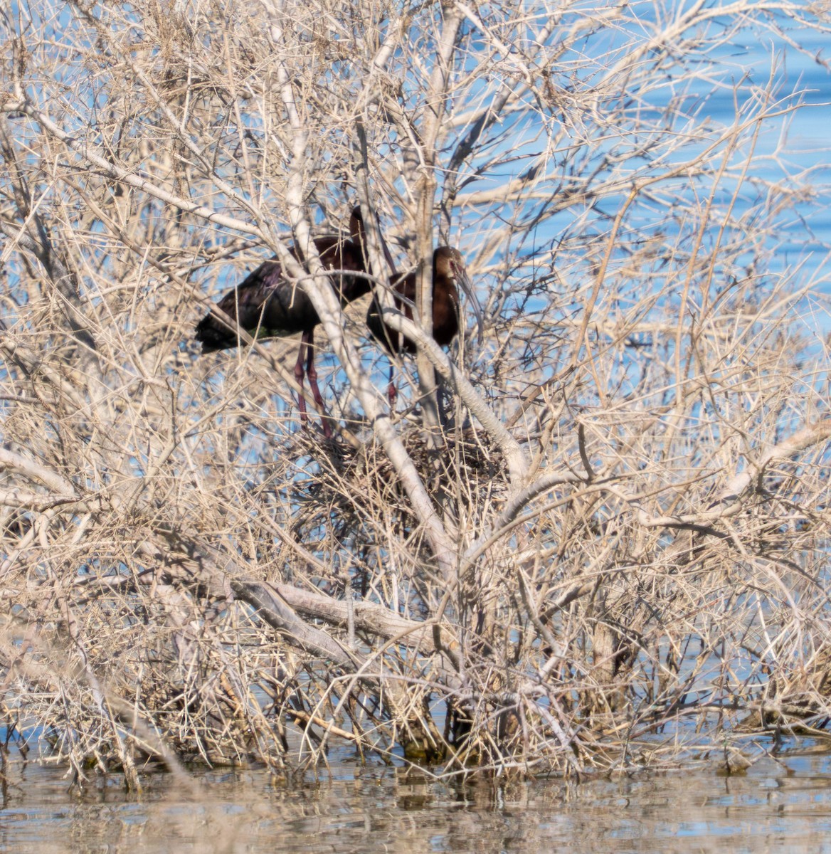 White-faced Ibis - ML638261667