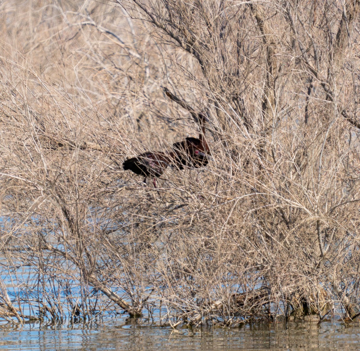 White-faced Ibis - ML638261668