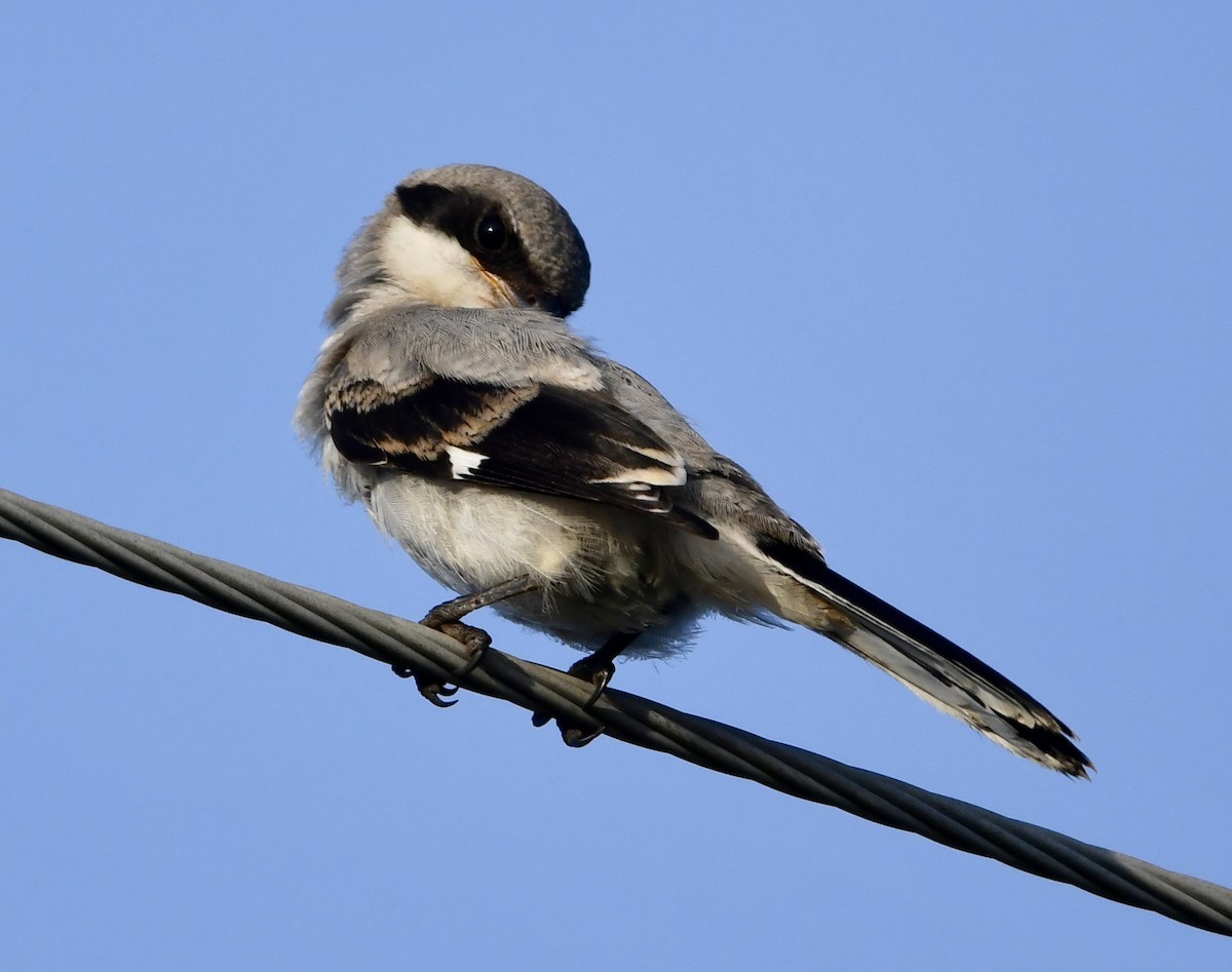 Loggerhead Shrike - ML638261677