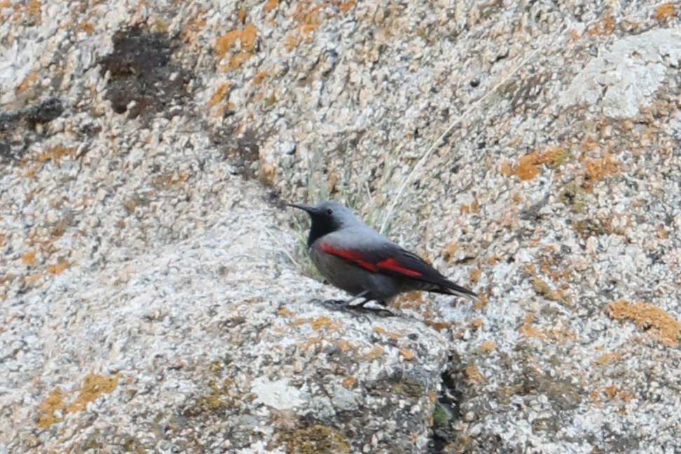 Wallcreeper - ML638261699