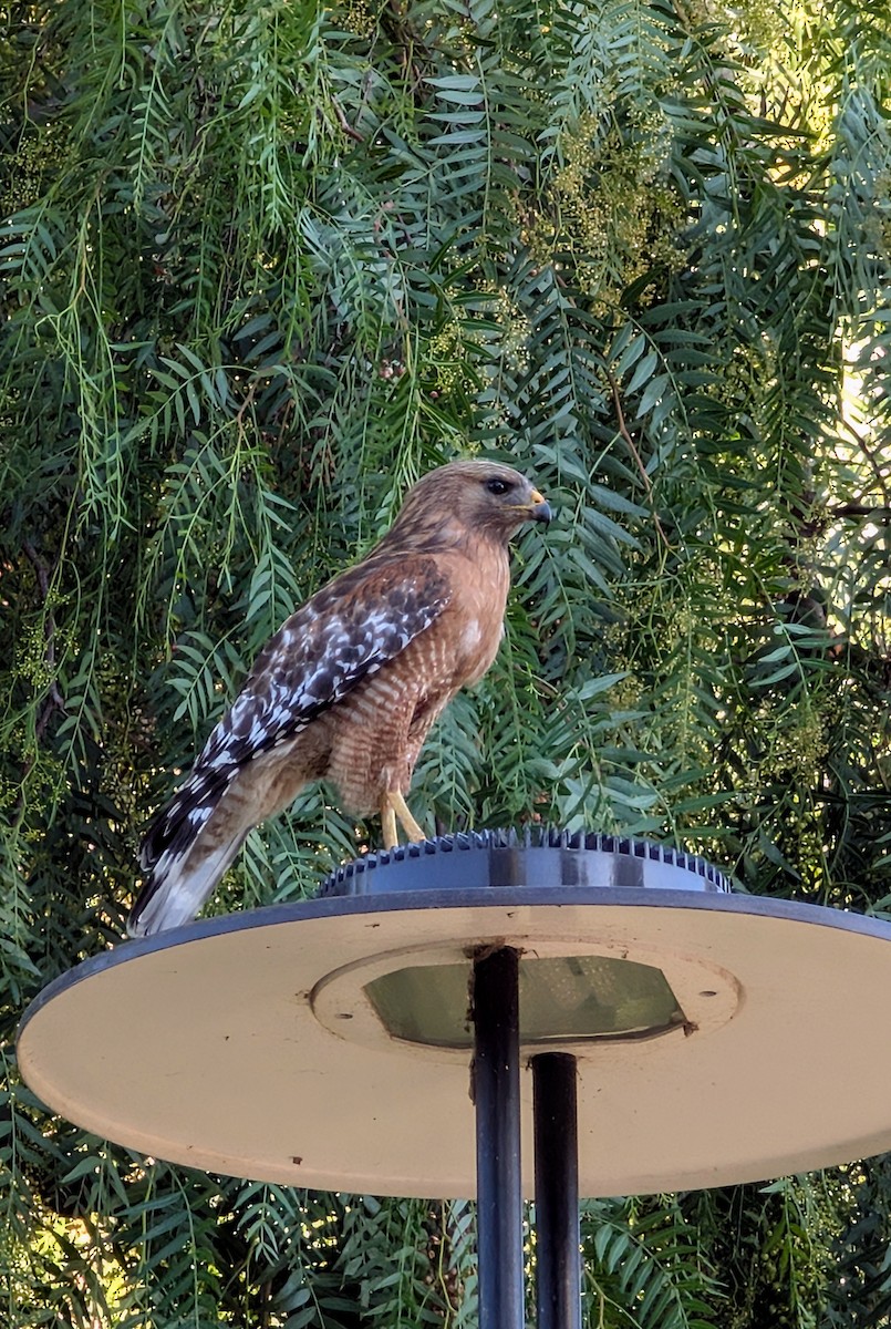 Red-shouldered Hawk - ML638261720