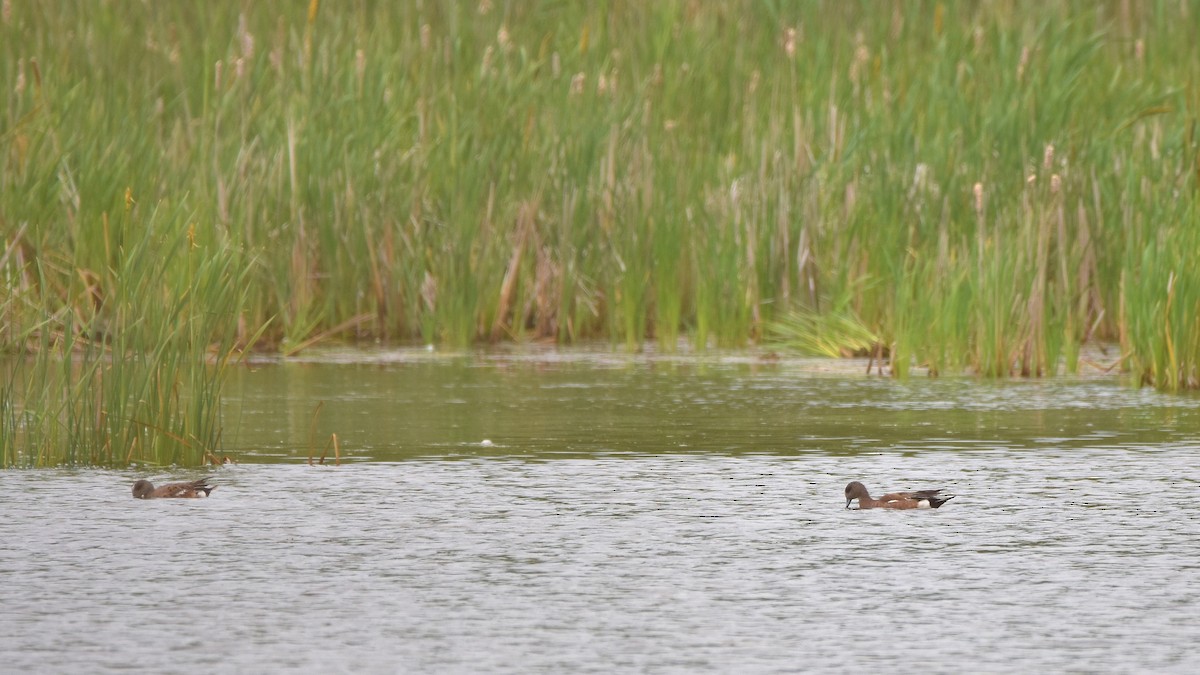 American Wigeon - ML638261728