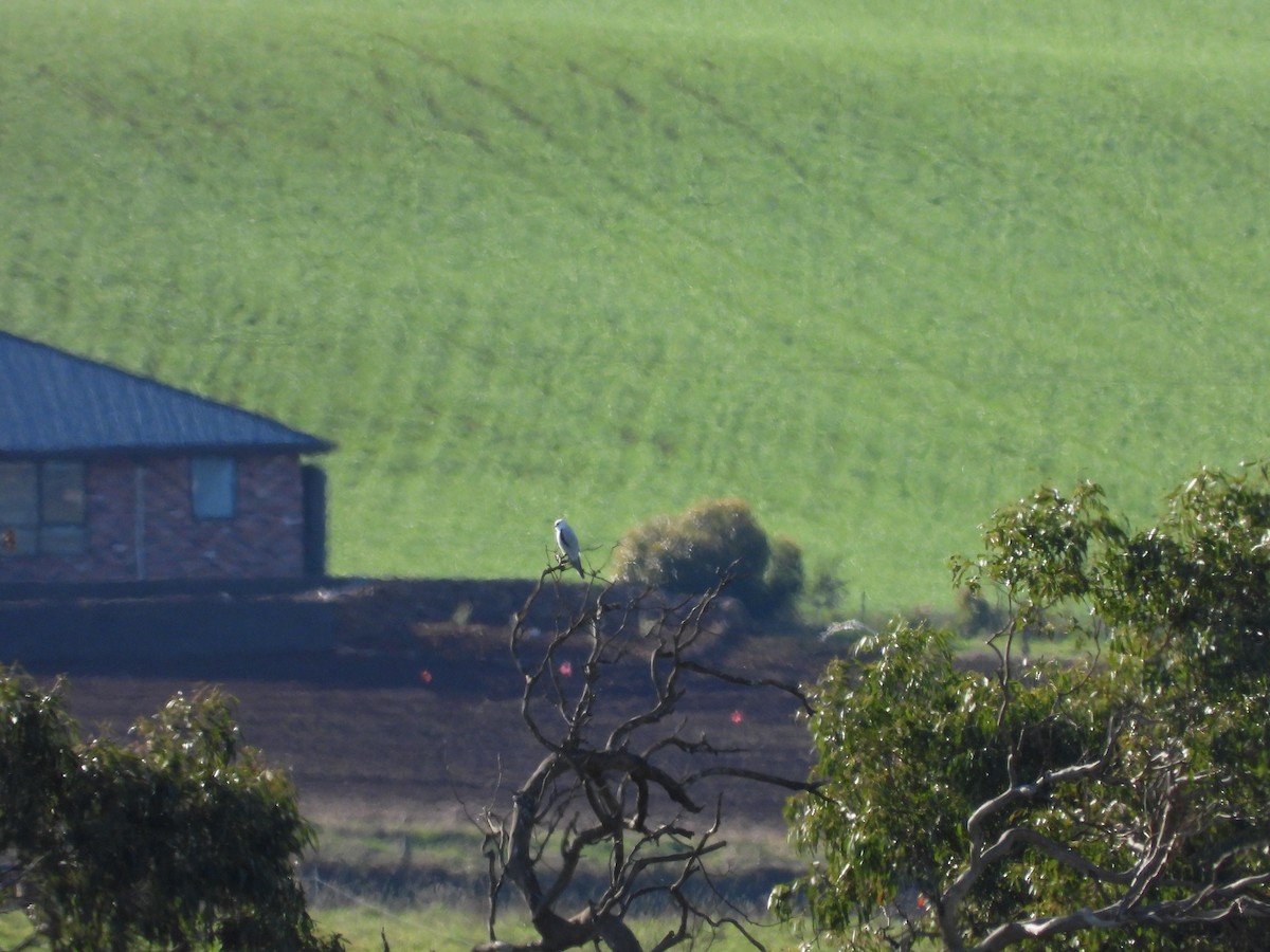 Black-shouldered Kite - ML638261731