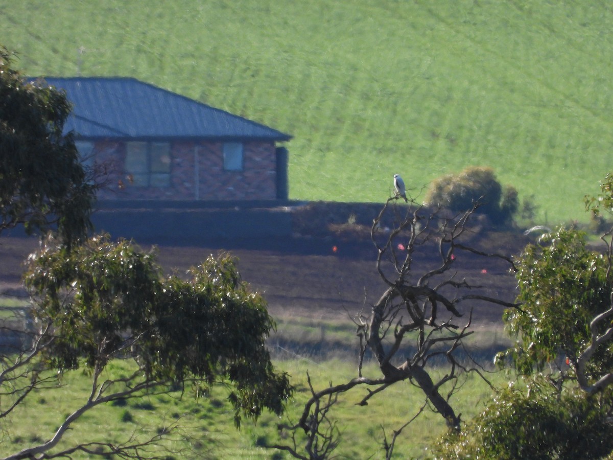 Black-shouldered Kite - ML638261733