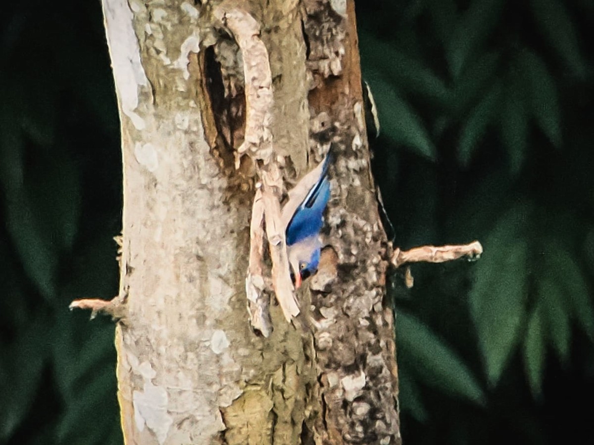 Velvet-fronted Nuthatch - ML638261736